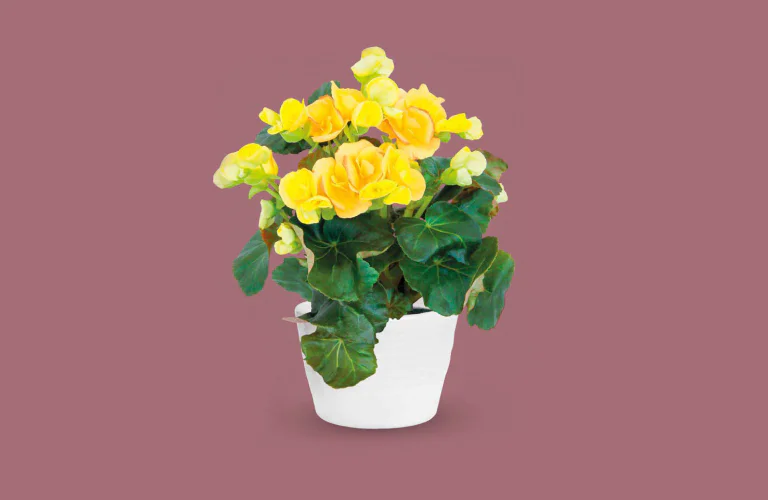 20250212_Conad_begonia_768x500.jpg